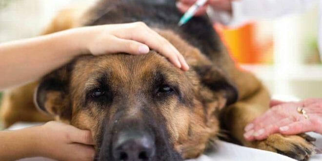 Vaccinazioni per il cane