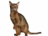 Il gatto Abissino
