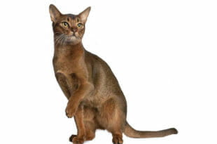 Il gatto Abissino