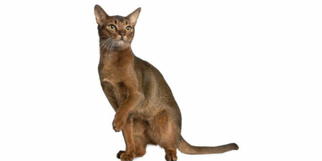 Il gatto Abissino