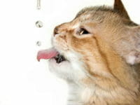 I gatti e l'acqua
