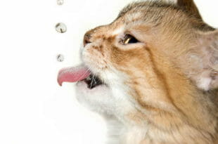 I gatti e l'acqua