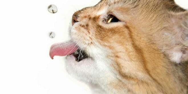 I gatti e l'acqua