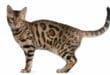 Il gatto del Bengala