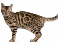Il gatto del Bengala