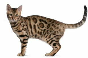Il gatto del Bengala