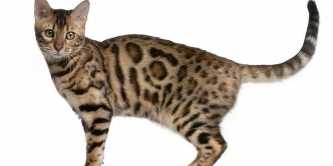 Il gatto del Bengala