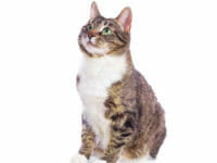 Il gatto europeo