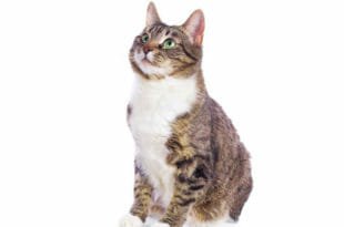 Il gatto europeo
