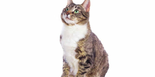 Il gatto europeo