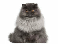 Un simpatico gatto Persiano