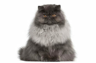 Un simpatico gatto Persiano