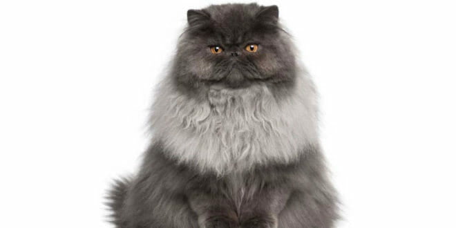 Un simpatico gatto Persiano