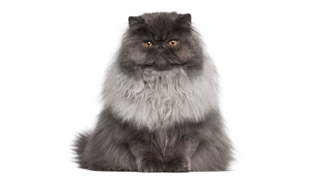 Lalimentazione Del Gatto Persiano Consigli Animali Domestici