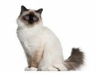 Un gatto "sacro" della Birmania
