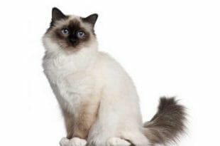 Un gatto "sacro" della Birmania