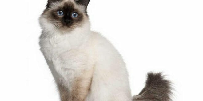 Un gatto "sacro" della Birmania