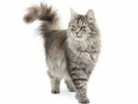 Il gatto Siberiano