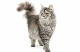 Il gatto Siberiano
