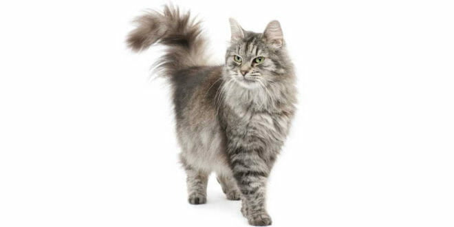 Il gatto Siberiano