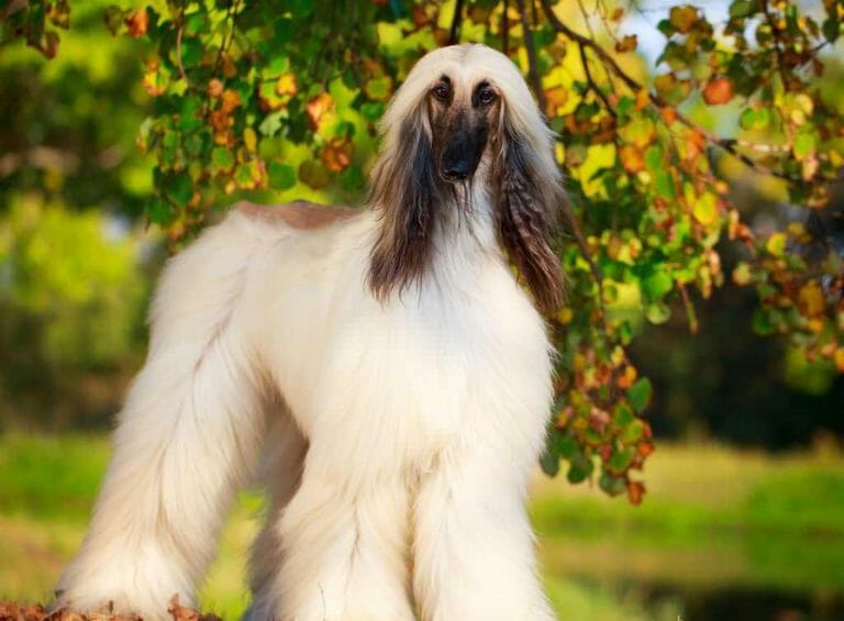 Levriero Afgano il cane &quot;di lusso&quot; consigli animali domestici