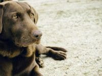 Il pedigree per i cani di razza