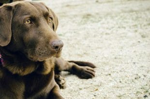 Il pedigree per i cani di razza