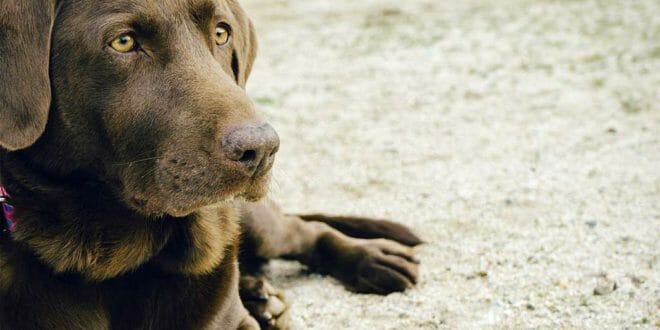 Pedigree Del Cane Di Razza Le Cose Da Sapere Consigli Animali Domestici