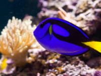 Il pesce chirurgo