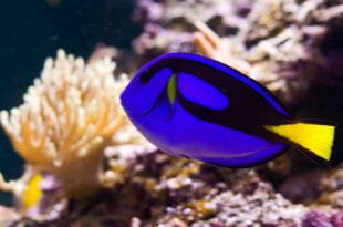 Il pesce chirurgo