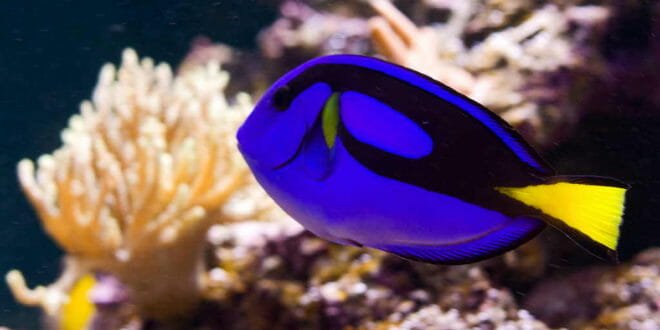 Il pesce chirurgo