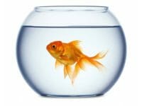 Il pesce rosso
