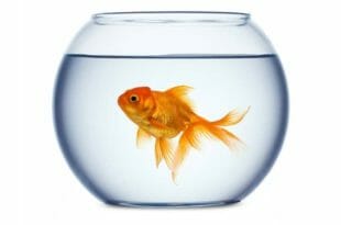 Il pesce rosso