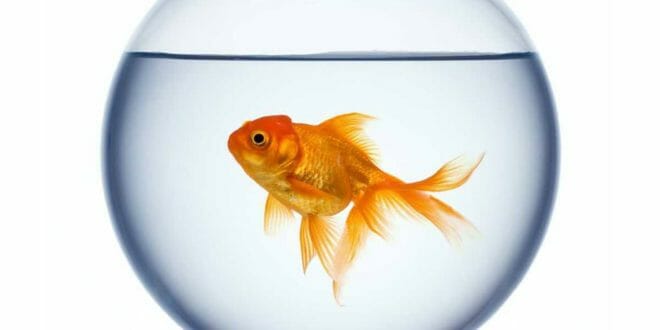 Il pesce rosso