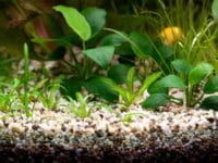 Le piante per l'acquario