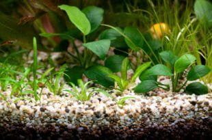 Le piante per l'acquario