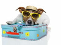 Viaggiare con il cane