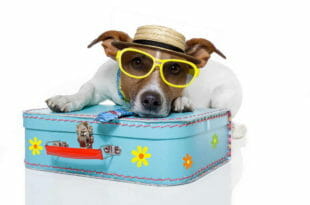 Viaggiare con il cane
