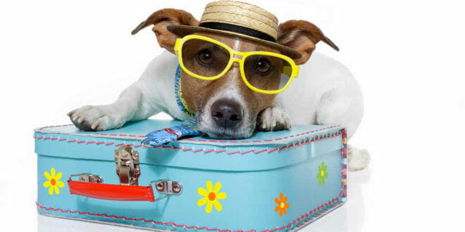 Viaggiare con il cane